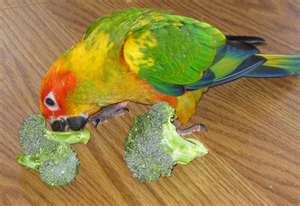 Amazon Parrot